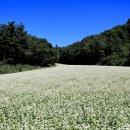 봉평메밀 이미지