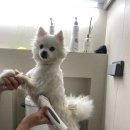미용하는 강아지 이미지