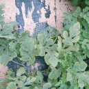 강대성농장 이미지