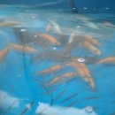 황쏘가리 이미지