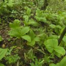 용추자연휴양림(함양) 이미지