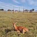 농협경제지주 안성팜랜드 승마센터 이미지