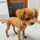 희야네 애견미용실 이미지