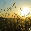 애견가을농장 이미지