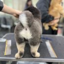 탑 애견 이미지