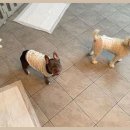 베베호텔 유치원 & 애견스파 이미지