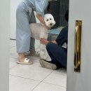 첨단사랑동물병원 이미지