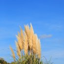 2025.12.7~10자원봉사 힐링 및 V파워 워크샵.13(카멜리아힐) 이미지