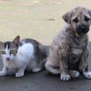 멍멍이가 있는 집 이미지