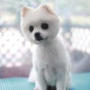 아지와 양이 이미지