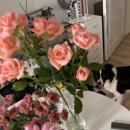 황철수피자 안성점 이미지