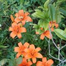 나리 민박 이미지