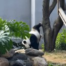 판다 오줌 쌈 🐼 이미지