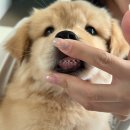 동물보육원 이미지