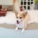 황제 펫 이미지