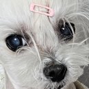 눈이튼튼 동물병원 이미지