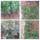 김종군농장 이미지