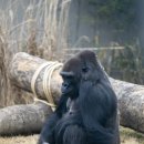 고릴라(Gorilla) 이미지