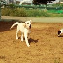 퍼피 투게더 이미지