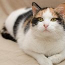 바른마음동물병원 이미지