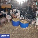 홍천염소농장 이미지