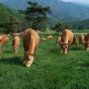 소나무 한우 목장 이미지