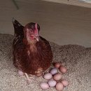 방송양계장 이미지