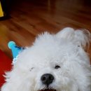 재영 동물병원 이미지