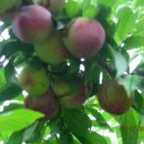 명천농장 이미지