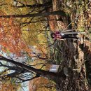 동두천 소요산 산행기 (2025-11-1) : 단풍산행 이미지