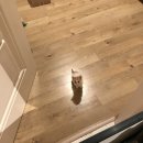 푸치푸치 이미지