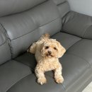 그루밍 스팟 이미지