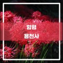 광암농장 | 함평 용천사(2017.09): 분하지만 불갑사의 하위 호환