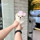 강아지분양 애견입양 아이러브독 수원점 말티푸미니비숑포메 | 수원강아지분양 해피한 후기 SUUL