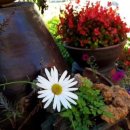 단양의아침 이미지