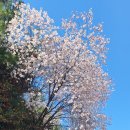 서울 남산과 금호산 ㅡ 매봉산 ㅡ달맞이공원 ㅡ 응봉산 ㅡ 서울숲 이미지
