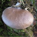 느타리버섯 / Pleurotus ostreatus (Jacq.ex Fr.)Kummer ＜Oyster mushroom＞ 이미지