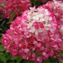 대성칼라 이미지