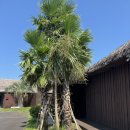 후아힌 협재 이미지