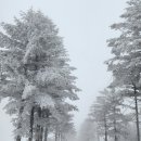 24,02,03 선자령(仙子嶺 1,157m) : 동영상 및 설경사진. 이미지