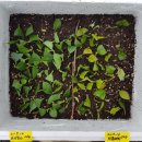 진신농장 이미지