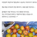 가을 자두 추희 이미지