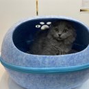 야옹아 멍멍해봐 동탄하나로점 이미지