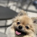 BOB 애견용품 아울렛 이미지