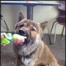 지니카센타 이미지