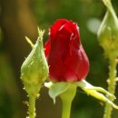 흥부닭집 이미지