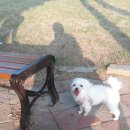 황동물병원 이미지