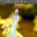 진가축병원 세계일보