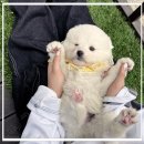 솜방망이 | 합정사모예드입양 성공기 솜방망이 젤리 자랑