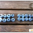 깨비농장 - 블루베리 스타 품종 첫수확 이미지